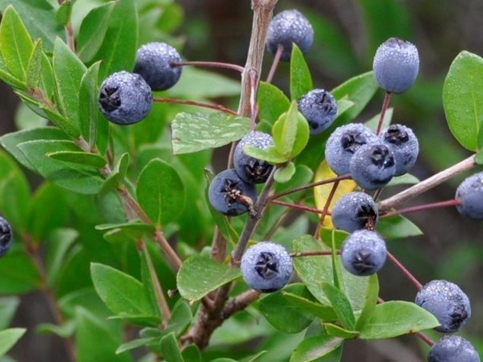 Quando raccogliere le bacche di mirto selvatico